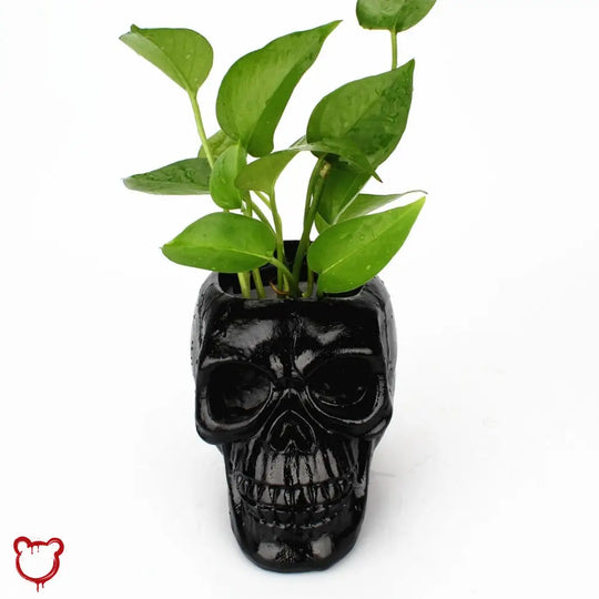 Deadly Black Skull Pot
